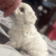 female maltipoo white ready now