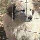 Great Pyrenees