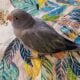 2 Beautiful Color Mutation Indian Ringneck Babies