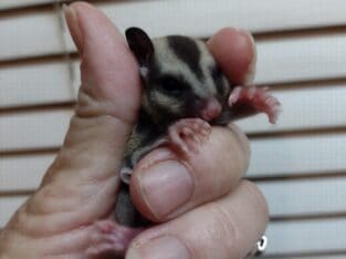 Sugar glider baby girl with lineage