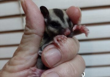 Sugar glider baby girl with lineage
