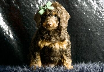 Mr Sweet F1B Cavapoo