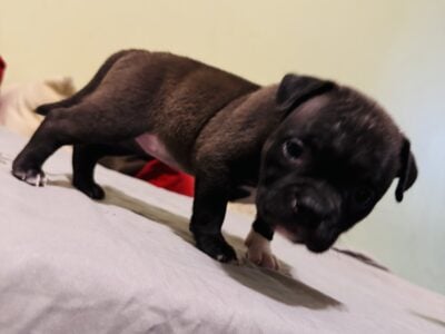 American bullies