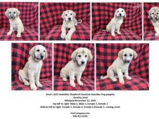 Zena’s 2024 Anatolian Shepherd puppies