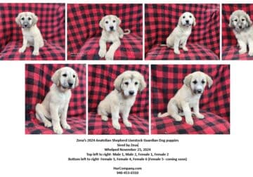 Zena’s 2024 Anatolian Shepherd puppies