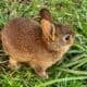 Bunnies for sale