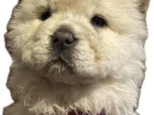 Bella Chow-Chow
