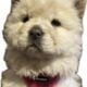 Bella Chow-Chow