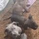 Cute pit pups