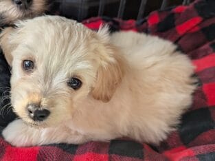 Male Havanese Puppy