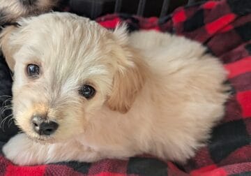 Male Havanese Puppy