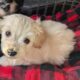 Male Havanese Puppy