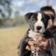 Puppy looking for forever home