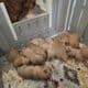 Akc Golden Retriever puppies