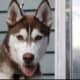 Rusty the siberian husky for rehoming