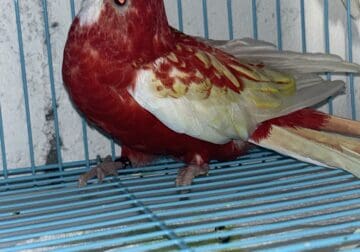 Stunning Rosella Parrots for Sale!(kansas city)