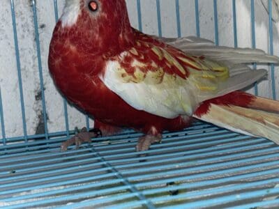 Stunning Rosella Parrots for Sale!(kansas city)