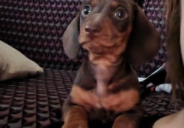 Miniature dachshund