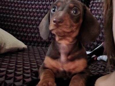 Miniature dachshund