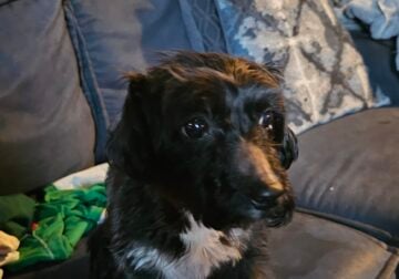 Sweetest Yorkie mix