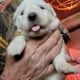 AKC Great Pyrenees puppies