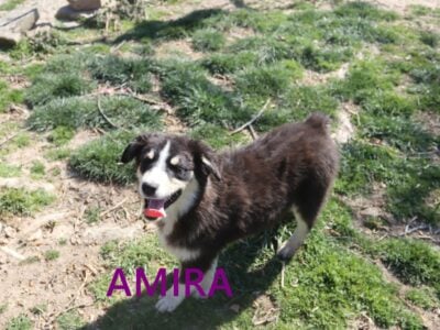 Female Australian Shepherd