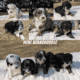 MINI BERNEDOODLE PUPS BORN FEB 03