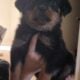 Akc purebred rottweiler puppies