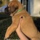 English Mastiff Puppies