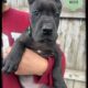 Sage The Great Dane