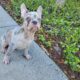 Merle lilac french bulldog