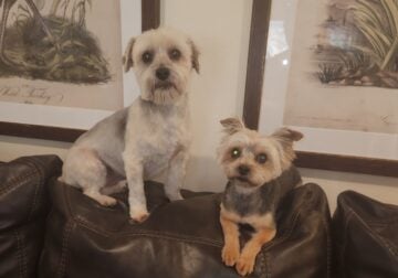 2 Sweet Morkies Looking for New Home