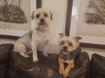 2 Sweet Morkies Looking for New Home