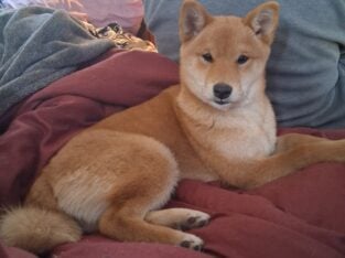 2 Female Shiba Inus