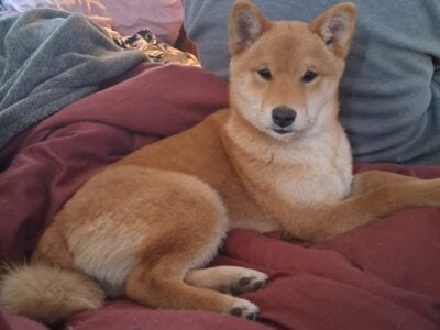 2 Female Shiba Inus
