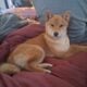 2 Female Shiba Inus