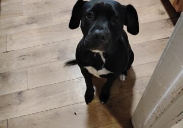Free to good home