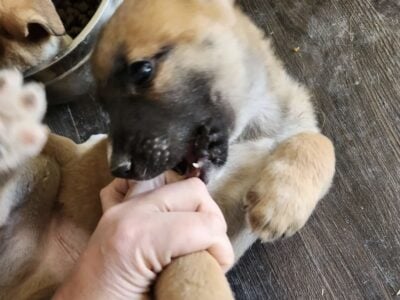 Mix (GSD and Australian Cattle Dog) – Pudding