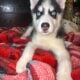 AKC Registered Siberian Husky Pups