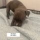 Puppies looking for a good home