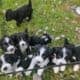 Aussie doodle puppies-7 weeks old