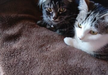 Lily and Bella Bonded Pair