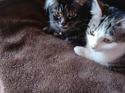 Lily and Bella Bonded Pair