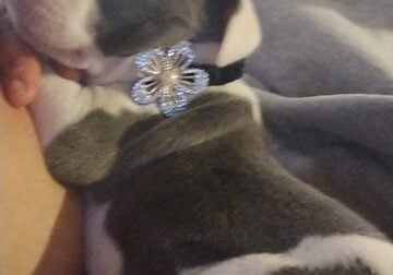 American pit terrier