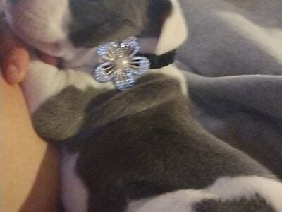 American pit terrier