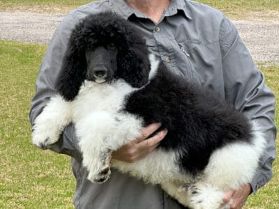 AKC Standard Poodles
