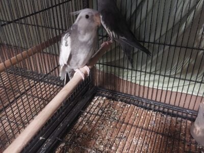 White face pair