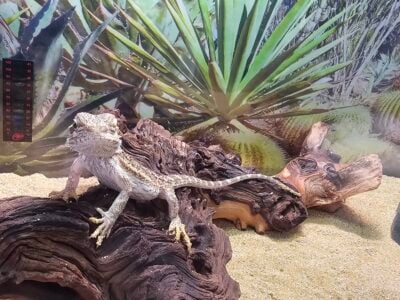 Bearded dragon