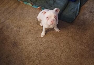 Albino Boston Terrier puppy will be 5 months old o