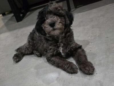 F1B Mini Aussiedoodle